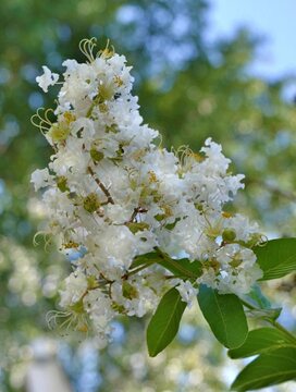 CRAPE MYRTLE NATCHEZ