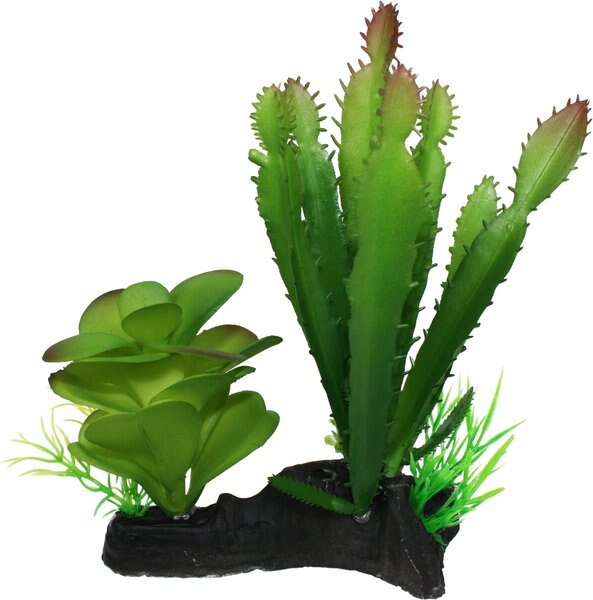 Komodo Cactus and Succulent Aquarium Plant， 5-in