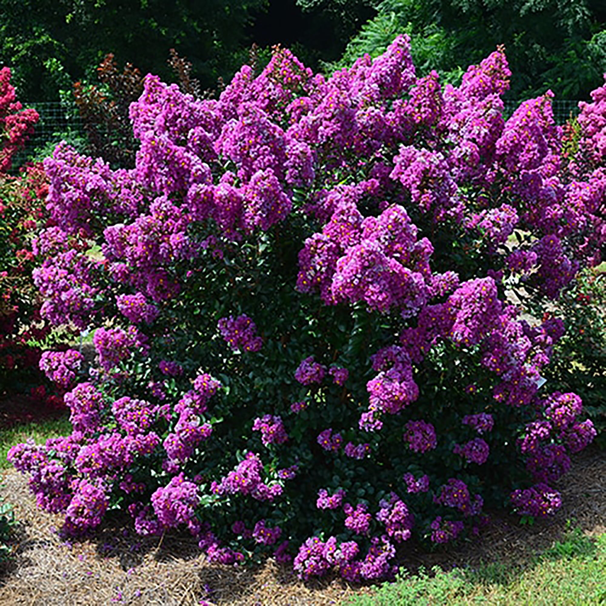 First Editions Purple Magic Crape Myrtle Live Shrub (3 Gallon)