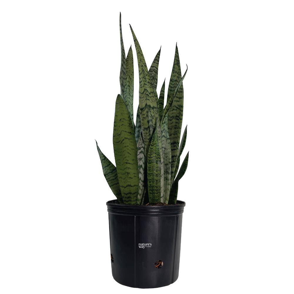 NATURE'S?WAY FARMS Sansevieria Zeylanica Live Indoor Plant in Growers Pot Avg Shipping Height 2 ft. to 3 ft. Tall 5899