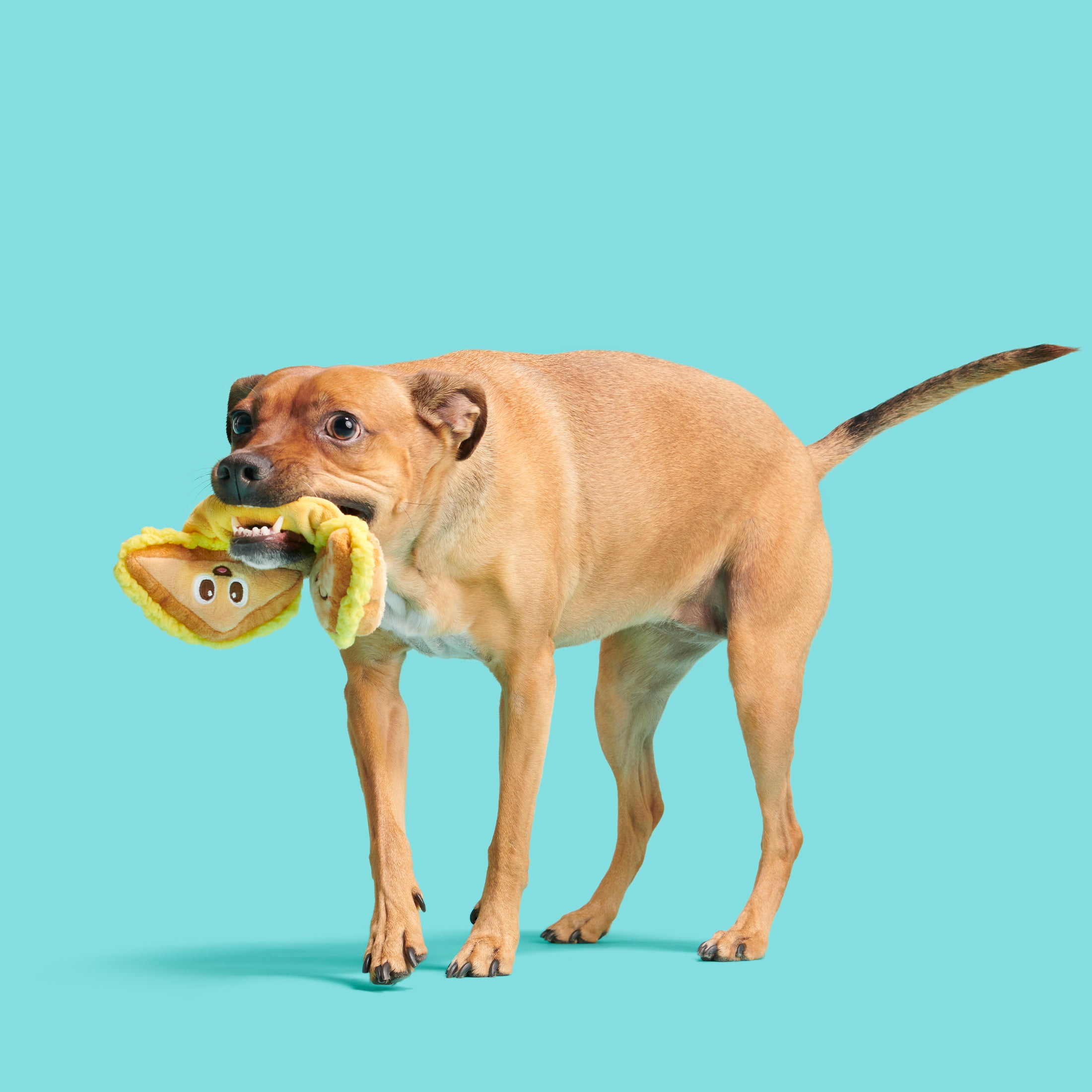 BARK Main Squeeze Cheese Dog Toy - Features Super Stretch Bungee， Xs to Medium Dogs