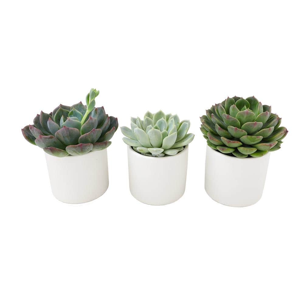 ALTMAN PLANTS 2.5 in. Echeveria Assorted Varieties in Matte White Cylindrical Decco Pots (3-Pack) 0872547