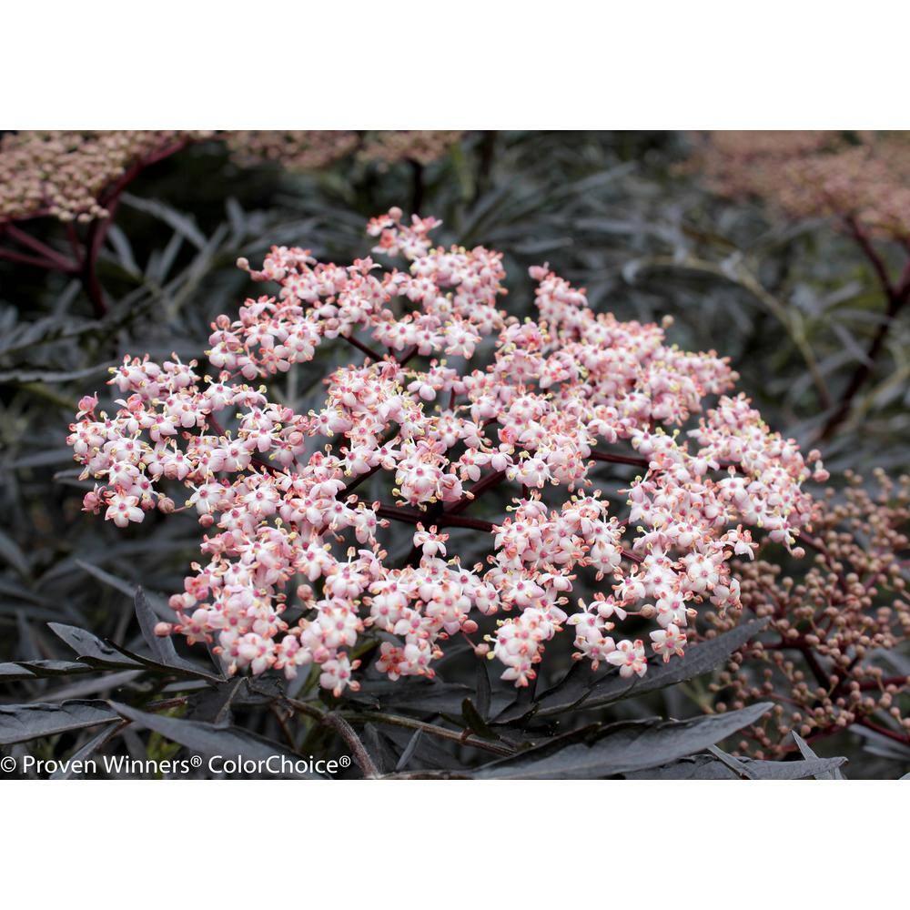 PROVEN WINNERS 1 Gal. Black Lace Elderberry (Sambucus) Live Shrub Pink Flowers SAMPRC1026101