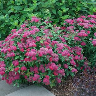 PROVEN WINNERS 2 Gal. Double Play Doozie Spirea Flowering Live Shrub with Deep Red Flowers PWSPA2DPY1PK