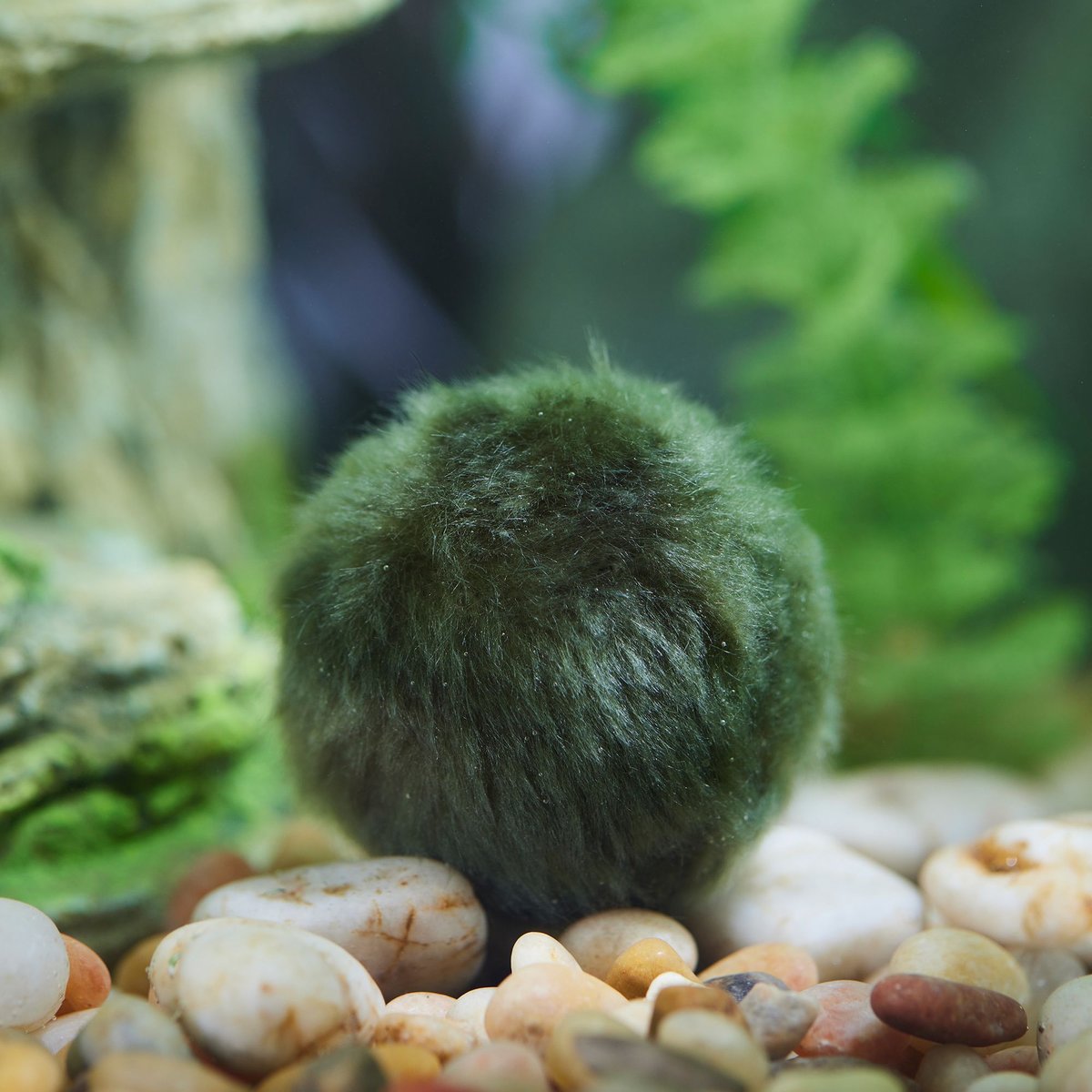 Exo Terra Clarity and Odor Control Moss Ball for Turtles