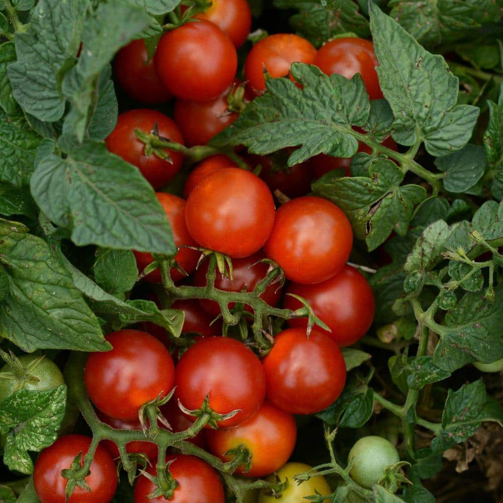 BONNIE PLANTS HARVEST SELECT 25 oz. Little Bing Cherry Tomato Plant 715339321732