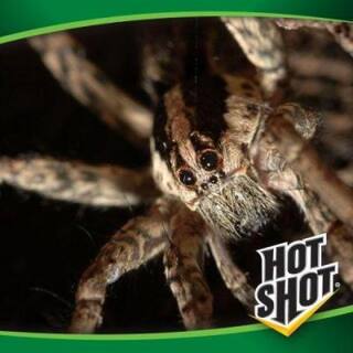 Hot Shot 11 oz. Spider and Scorpion Killer Aerosol Spray HG-64490-5