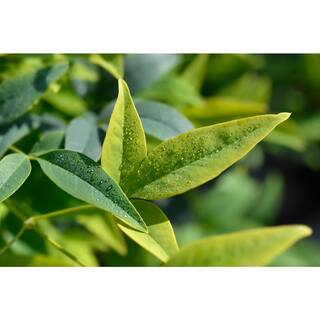 SOUTHERN LIVING 1 Gal. Lemon Lime Nandina Heavenly Bamboo Live Evergreen Shrub with Lime Green Foliage (1-Pack) NANDI1LLM1PK