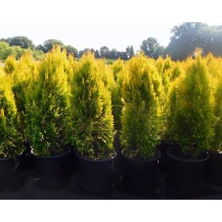 2.25 Gal. Forever Goldy Arborvitae Shrub with Bright Golden Foliage 14052