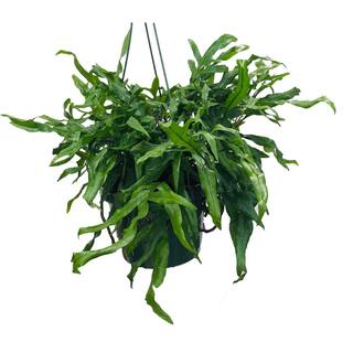 Vigoro Kangaroo Fern Plant (Microsorum diversifolium) in 8 in. Hanging Basket 33742