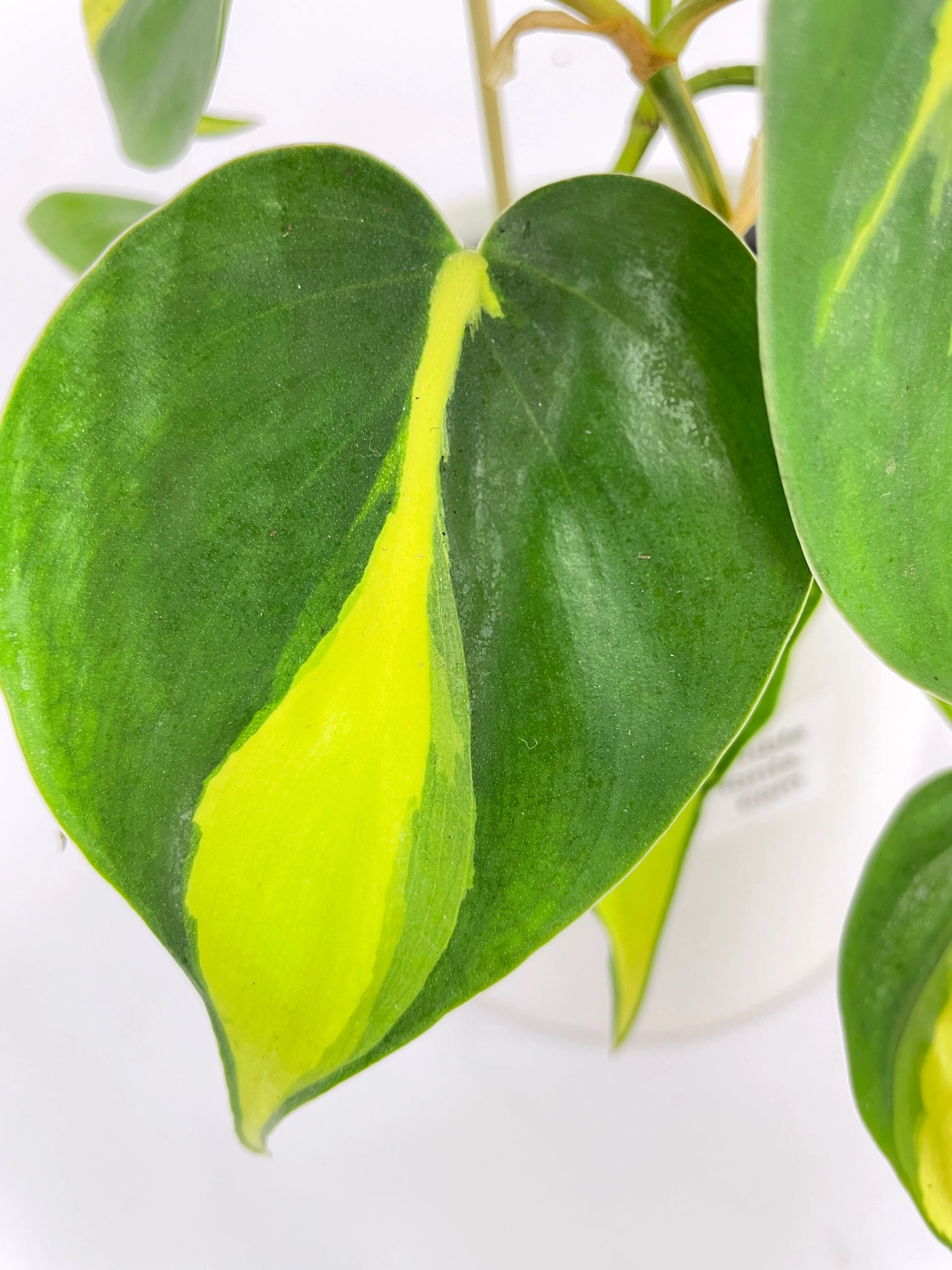 Philodendron Hederaceum Brasil