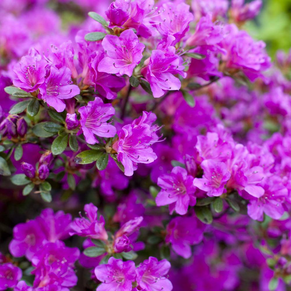 national PLANT NETWORK 1 Gal. Encore Royalty Azalea Plant with Purple Blooms HD7604