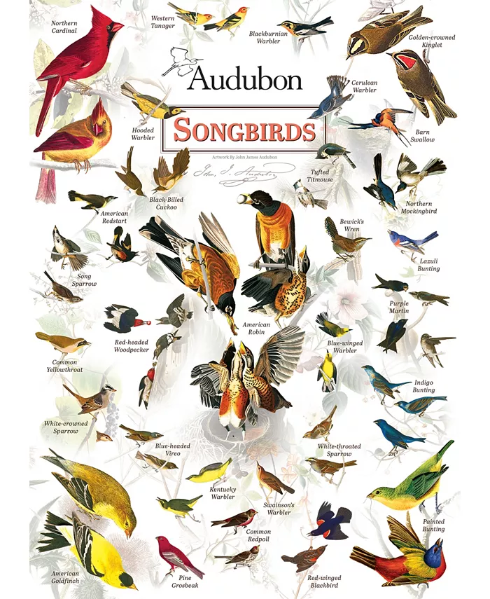 MasterPieces Puzzles Poster Art - Audubon Songbird 1000 Piece Adult Jigsaw Puzzle