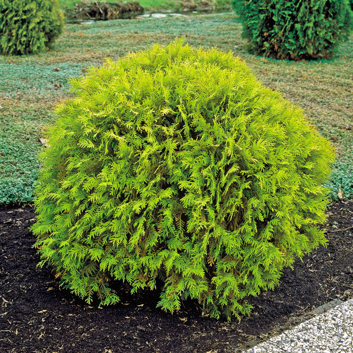 Golden Globe Arborvitae Evergreen Shrub， grown in a 1.50 Gallon Pot (1-Pack)