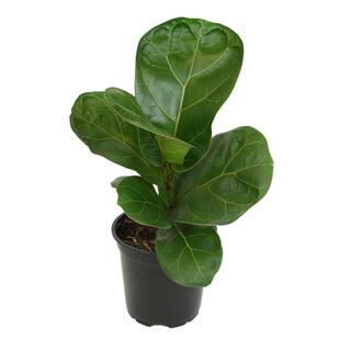 ALTMAN PLANTS 4.25 in. FICUS LYRATA - Fiddle Leaf Fig Houseplant 0880016