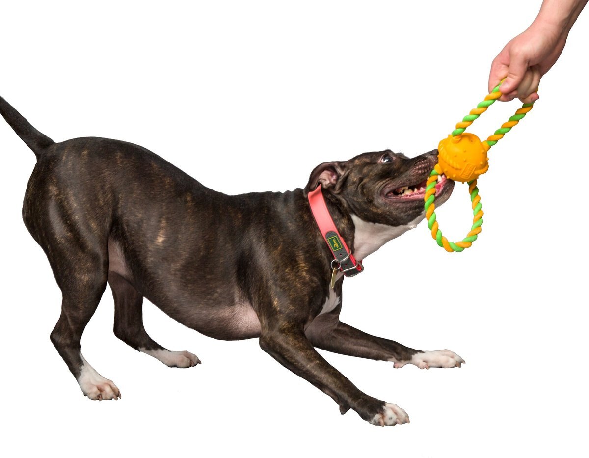 Hartz Dura Play Tug of Fun Double Ring Squeaky Latex Dog Toy