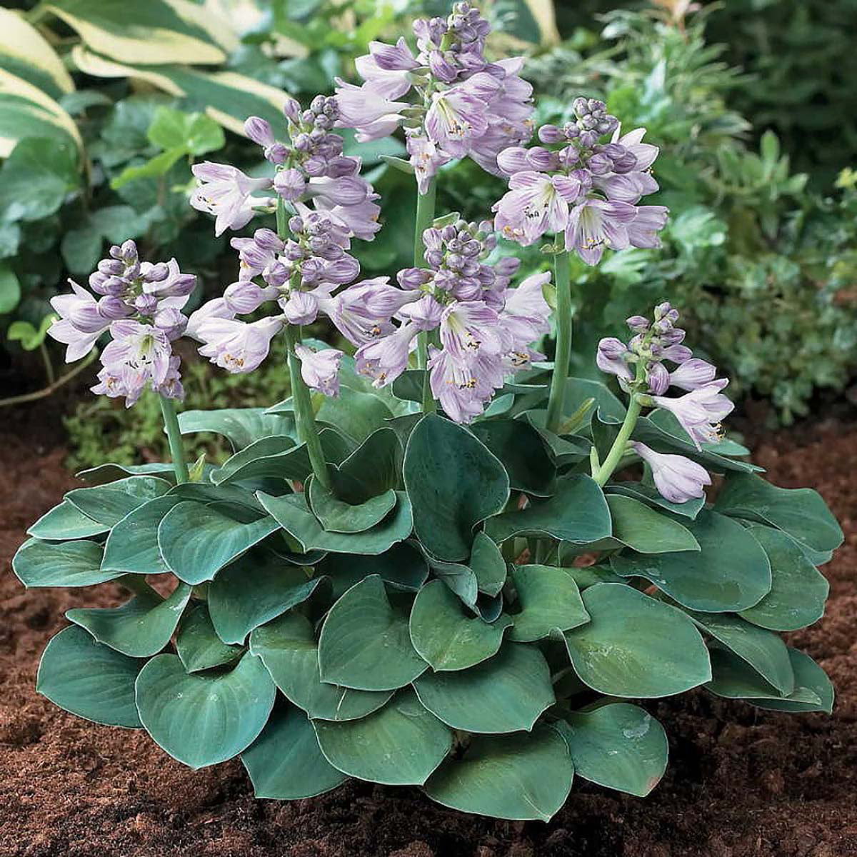 Blue Mouse Ears Hosta - 2008 Hosta of the Year - Dwarf/Fairy Garden - 4