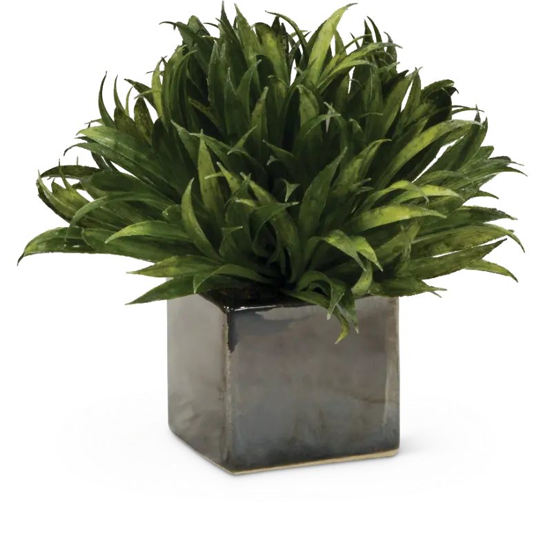 7 Inch Assorted Mini Rye Grass Arrangement in Cube