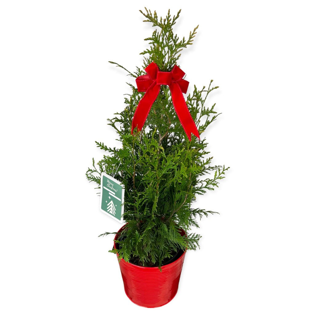 Green Giant Thuja Christmas Tree