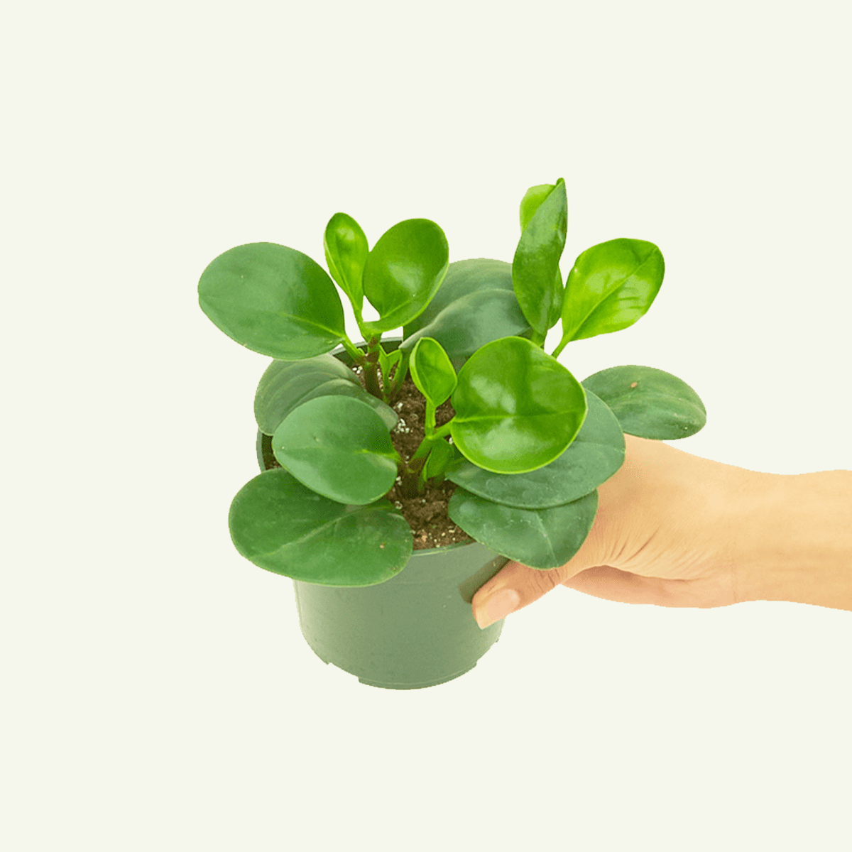 Baby Rubber Plant - Peperomia Obtusifolia Live Green Plant in 4