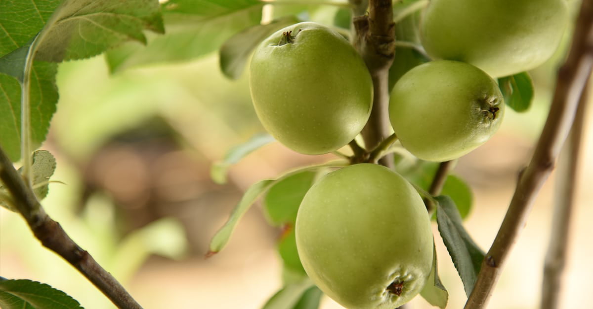 5 Gal. Dorsett Apple Tree - Juicy Sweet Fresh Apples - Low Chill Hours