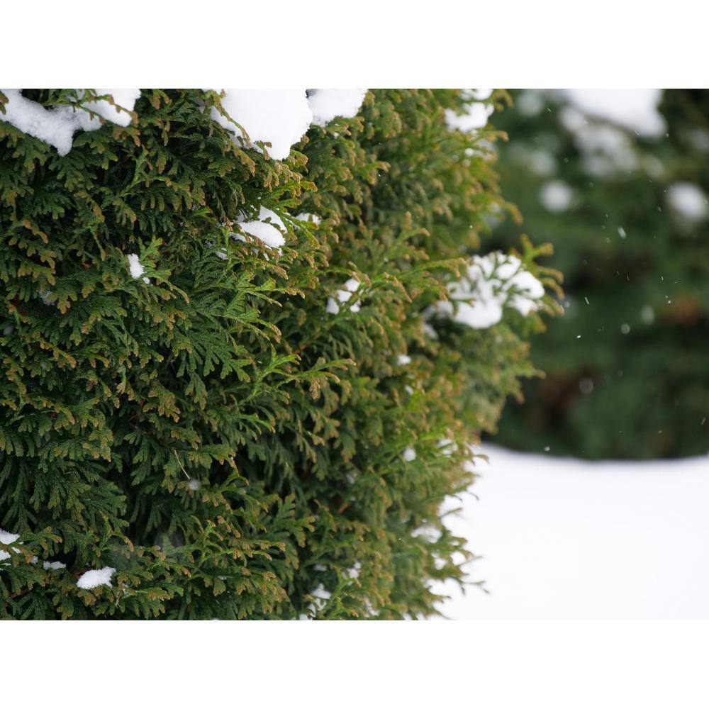 PROVEN WINNERS 2 Gal. North Pole Thuja Live Evergreen Shrub with Green Foliage 20880