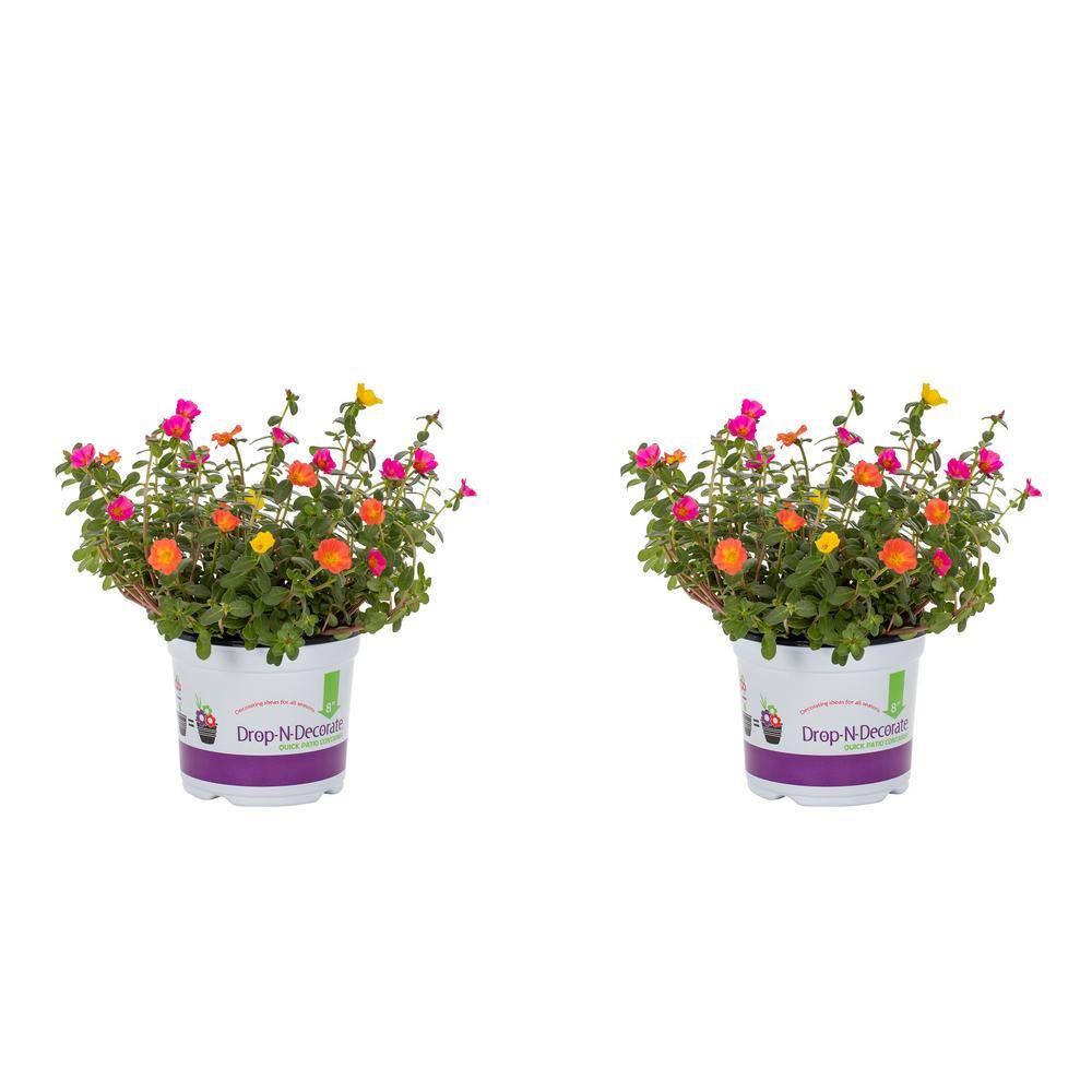 METROLINA GREENHOUSES 3 Qt. Orange Pink Yellow Drop N Decorate Smarty Party Portulaca Purslane Combo Annual Plant (2-Pack) 4528