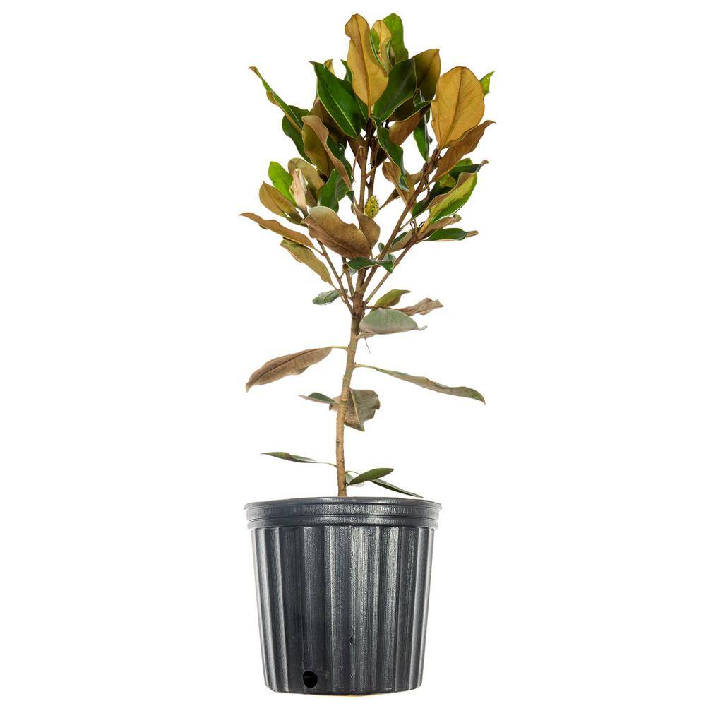 Perfect Plants 2.3 ft. Tall 1 Gal. Little Gem Magnolia Tree Large Fragrant Southern Magnolia Blooms THD00609