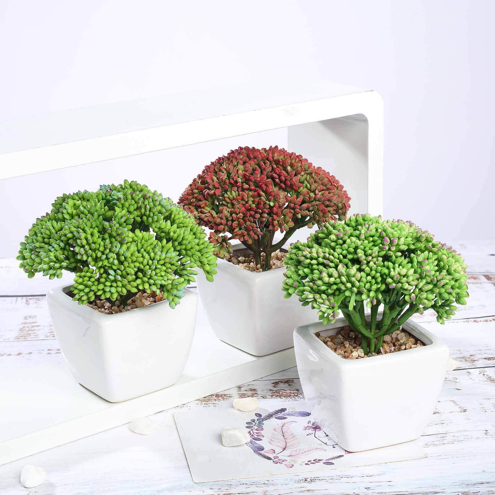 3 Pack Ceramic Planter Pot and Artificial Joy Sedum Succulent Plant 6