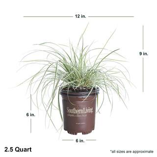 SOUTHERN LIVING 2.5 Qt. Evercolor Everest Carex (Sedge Grass) Live Perennial with White Striped Green Foliage 0728Q