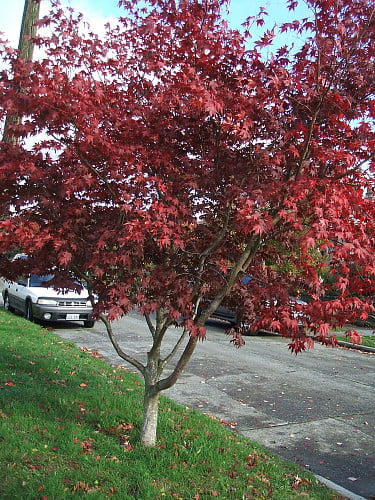 Bloodgood Japanese Maple - Bonsai or Outdoors - Acer palmatum - 5.5