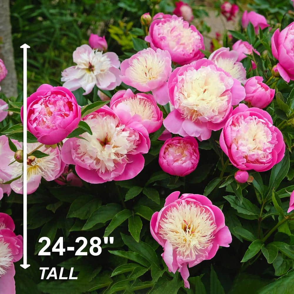 Garden State Bulb 23 Eyes Bowl of Beauty Peony Flower Bulbs Bare Roots (Bag of 9) ECS-73-09-03