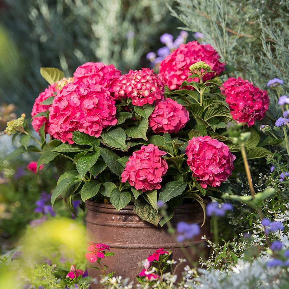 Endless Summer 2 Gal. Summer Crush Hydrangea Flowering Live Shrub with Pink Flowers 14750