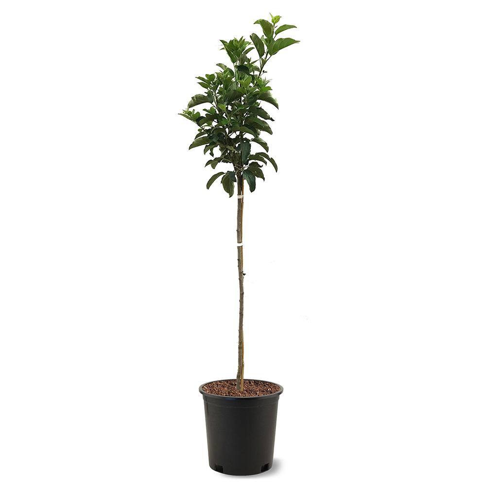 Anna Apple Tree APPANN05G