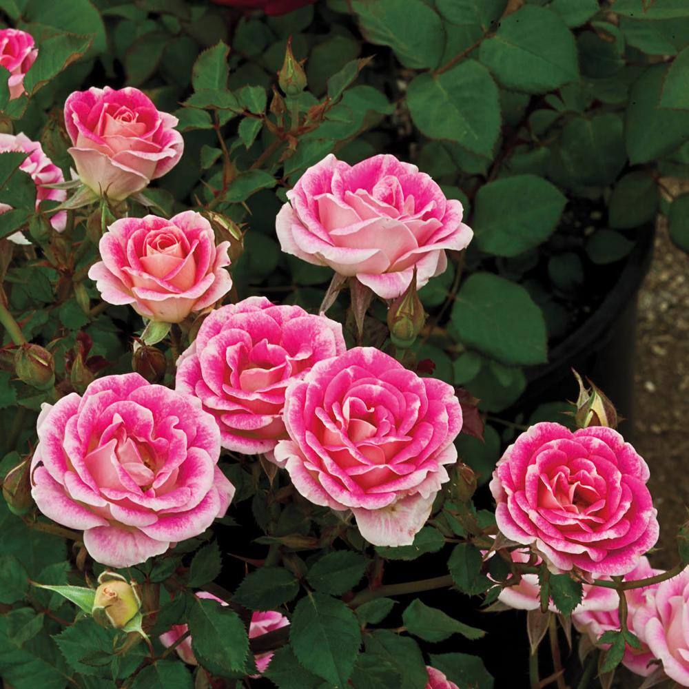 Spring Hill Nurseries Whimsy Miniature Rose Dormant Bare Root Plant with Pink Flowers (1-Pack) 86074