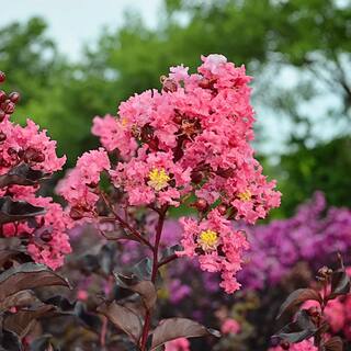 BLACK DIAMOND 3 Gal. Shell Pink Crape Myrtle Tree CRMBSP03G