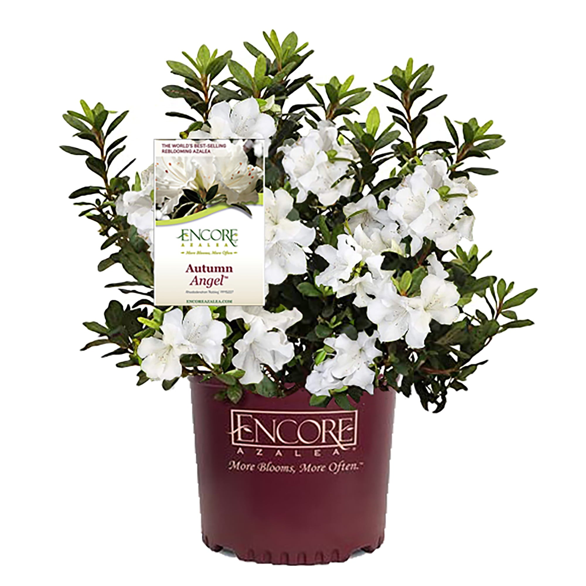 Encore Azalea Autumn Angel Live Shrub