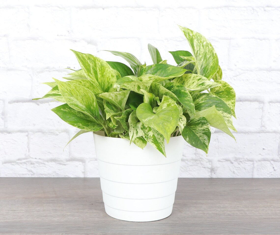 Live Marble Queen Pothos Plant - 6