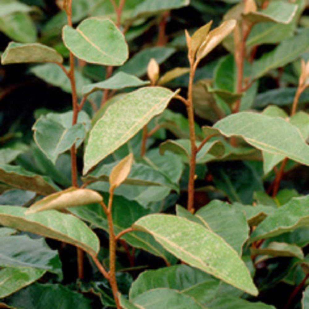 Elaeagnus X Ebbingei - Ebbing's Silverberry (2.5 Gallon) Produces Remarkably Fragrant White Flowers in Fall