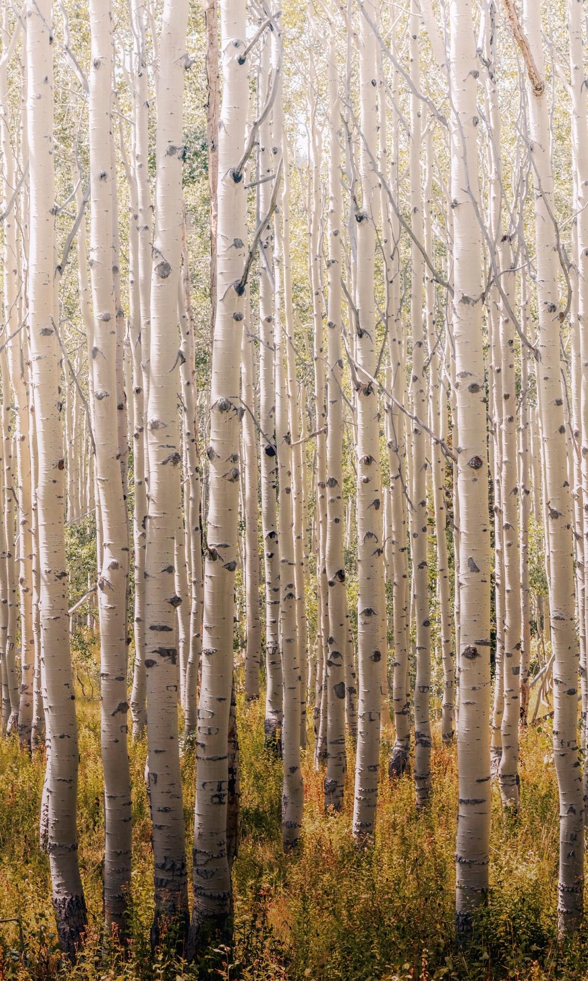 Birch Tree Forest Wall Mural