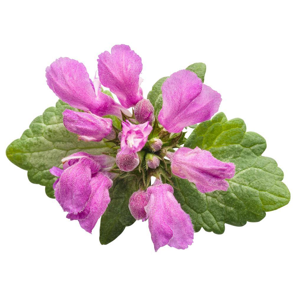 PROVEN WINNERS Purple Chablis Dead Nettle (Lamium) Live Plant Purple Flowers and Silver-Green Foliage 0.65 Gal. HEUPWP2097103