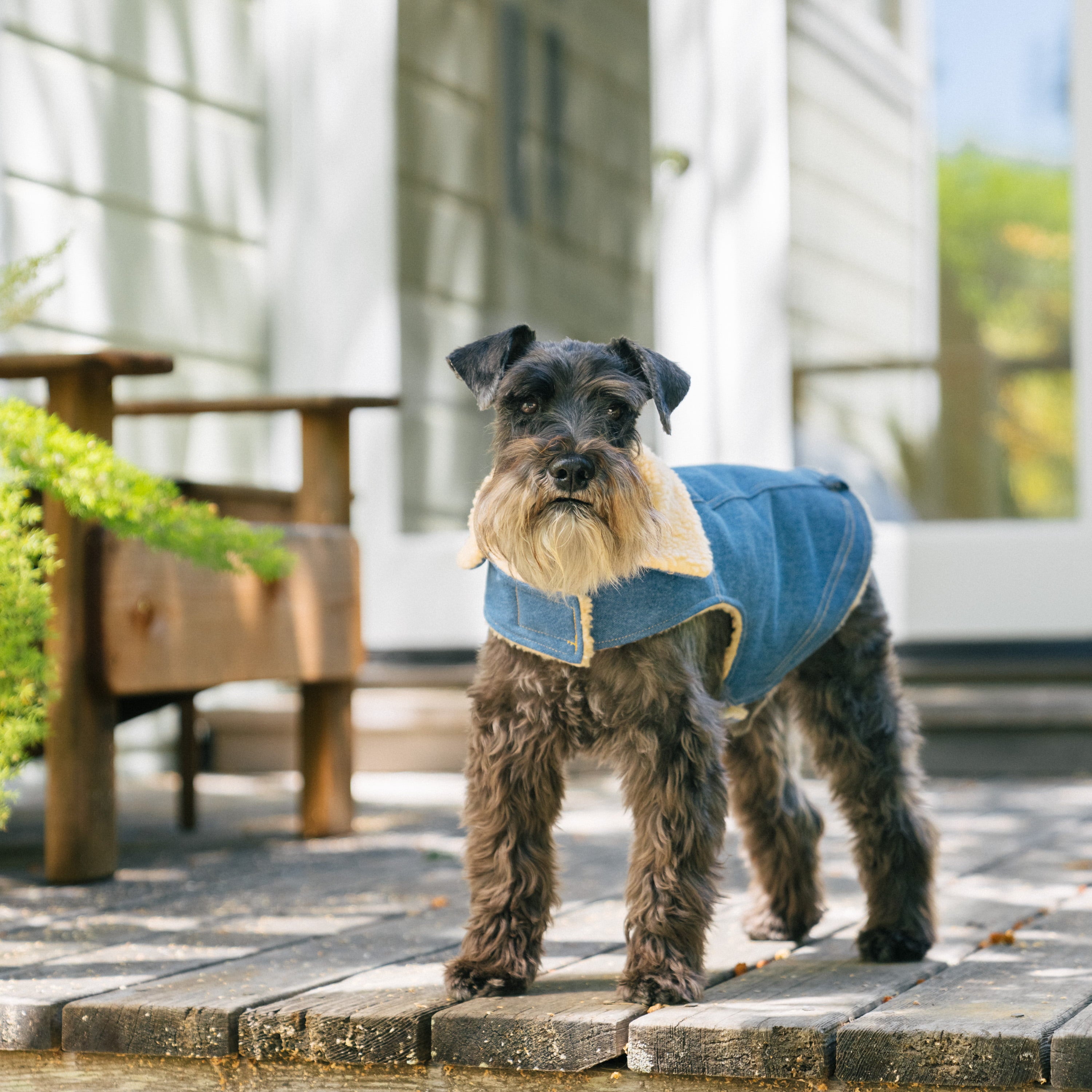 Gap Pet， Dog Clothes， Blue Denim Pet Jacket