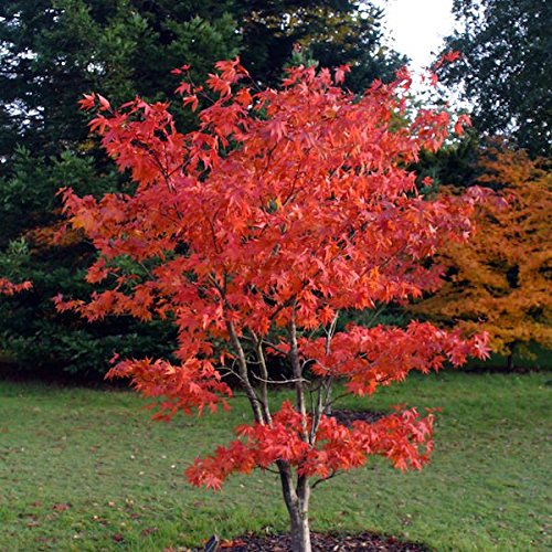 Osakazuki Japanese Maple