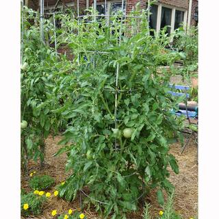 Bonnie Plants 1.19 qt. Bonnie Original Tomato Plant (6-Pack) 0202