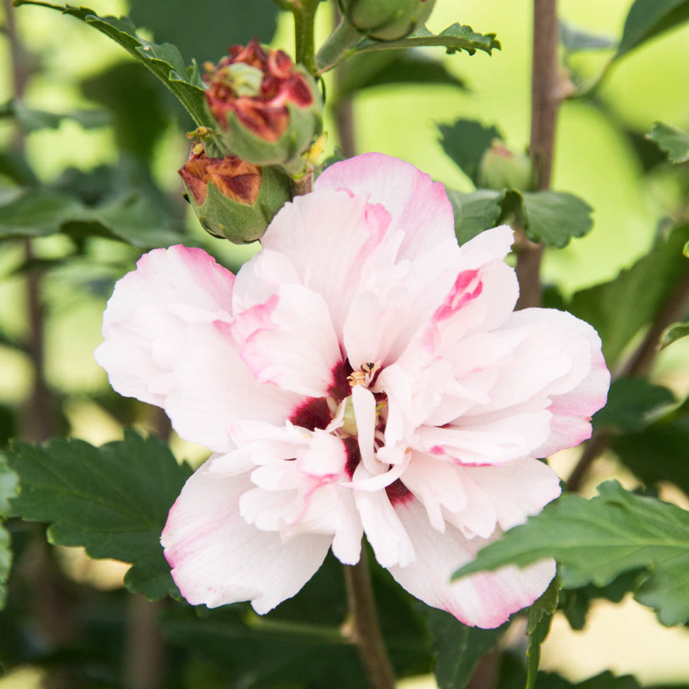 Peppermint Smoothie Rose of Sharon Althea Deciduous Flowers Shrub， grown in a 2.50 quart pot (1-Pack)