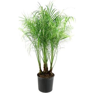 national PLANT NETWORK 2 Gal. Robellini Palm Tree HD7473