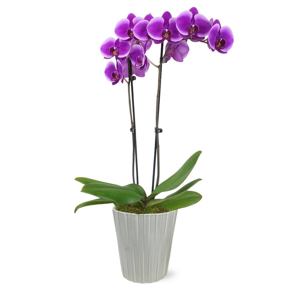 Just Add Ice Premium Orchid (Phalaenopsis) Purple Plant in 5 in. Grey Ceramic Pottery J5012