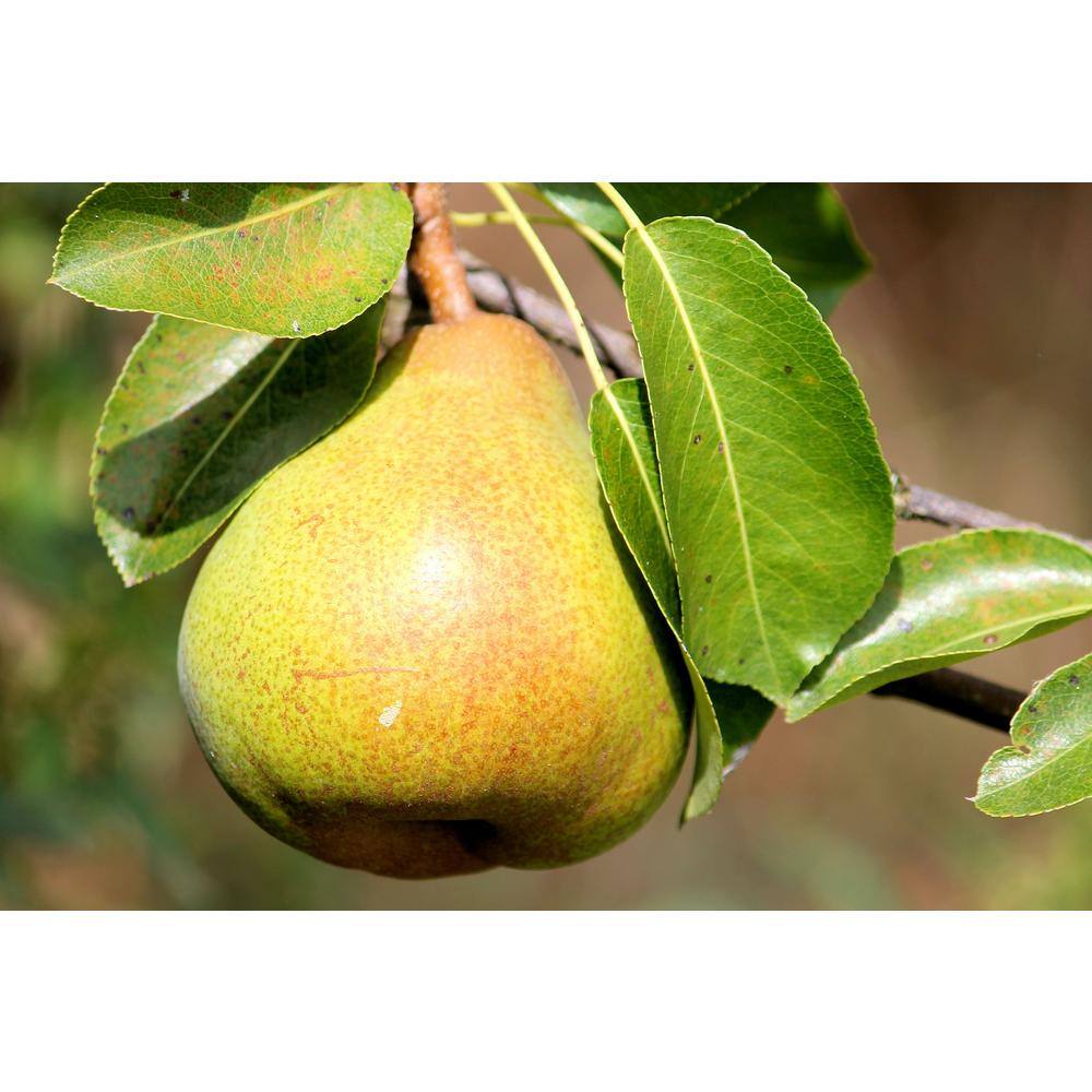 Online Orchards 3 ft. Bartlett Pear Tree with Large Golden Self Pollinating Fruit FTPR201