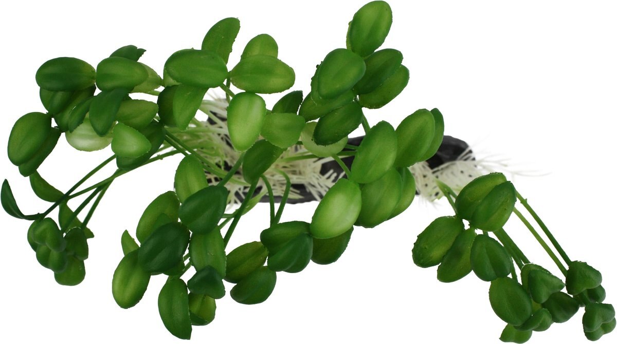 Komodo Sprouts Aquarium Plant， 5-in