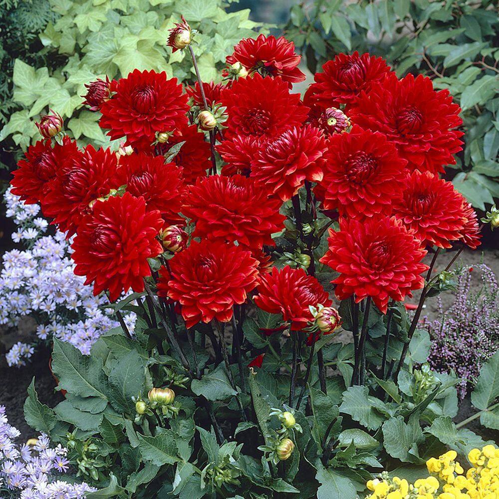 VAN ZYVERDEN Dahlias Garden Wonder (Set  of 5 Bulbs) 84507